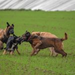 Groupe de chiens dans les champs
