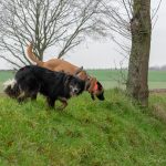 Malinois et chien de berger dans l'herbe
