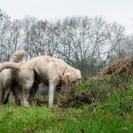 Labrador et Berger blanc suisse