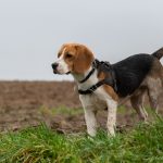 Beagle qui regarde au loin
