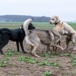 Jeux entre chien-loup, Labrador et Malinois