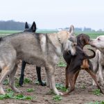 Labrador et chien-loup qui interagissent