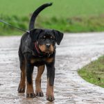 Chiot Rottweiler qui observe au loin