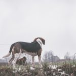 Beagle qui observe au loin