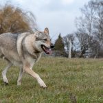 Magnifique chien-loup