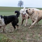 Border collie, Labrador et BBS qui sont sales