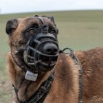 Malinois et sa muselière