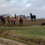 Border collie et les chevaux