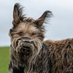 Chien avec des grandes oreilles