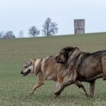 Chien-loup et un autre chien dans les champs
