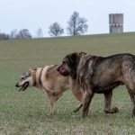 Chien-loup qui est suivi de près