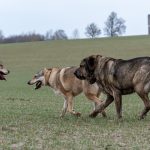 Chiens-loups et un congénère