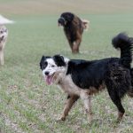 Border collie tout sale