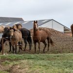 Chevaux intrigués