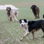 Border collie qui nous observe