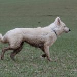 Berger blanc suisse un peu sale