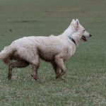 Berger blanc suisse qui regarde au loin