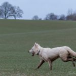 Berger blanc suisse trottinant