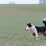 Border collie concentré