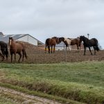 Chevaux qui observent