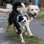 Border Collie et Labrador au pas de course