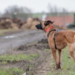 Berger Malinois regardant l'horizon