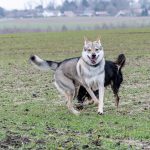 Chien-loup souriant