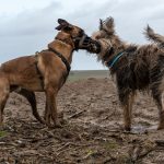 chiens se faisant la bise