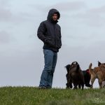 Homme dans les champs avec les chiens