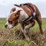 Boxer staff jouant dans les champs