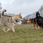 Chiens courant en rond