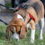Beagle reniflant l'herbe