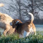 Beagle et Golden Retriever