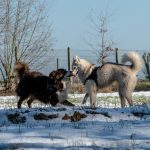 Husky et Border collie