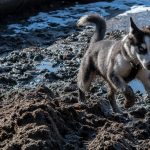 Jeune Husky jouant dans la gadoue