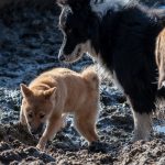 Border collie intéressé