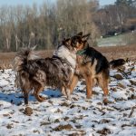 Berger allemand et australien dans la neige