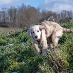 Chiot Golden Retriever