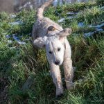 Chiot Golden Retriever en pleine descente