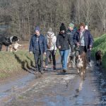 Labrador et chiens de berger en montée