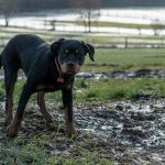 Jeune Rottweiler dans la boue