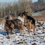 Berger allemand qui fait une rencontre