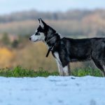 Husky de profil