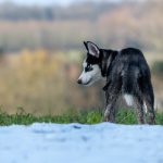 Jeune Husky observateur