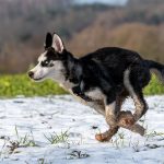 Husky à toute vitesse