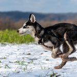 Jeune Husky qui galope