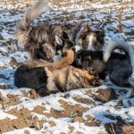 Berger allemand, Husky et Berger australien