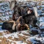 Husky et Berger allemand qui jouent