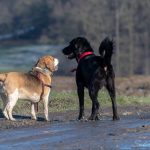 Beagle et Golden Retriever