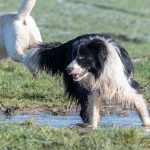 Border collie dans une flaque